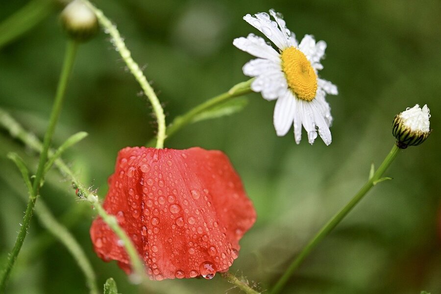 Poppy & Daisy Flower Closeup Photograph Print 100% Australian Made