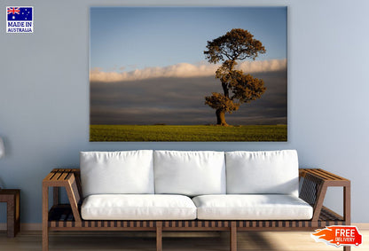 Old Tree on Grass Field Photograph Print 100% Australian Made