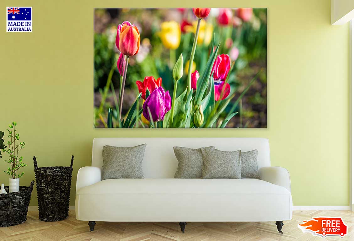 Red & Purple Tulip Flowers View Photograph Print 100% Australian Made