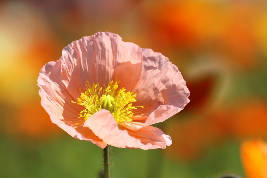 Pink Poppy Flower Closeup Photograph Print 100% Australian Made