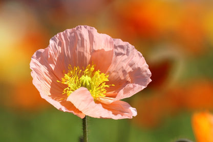Pink Poppy Flower Closeup Photograph Print 100% Australian Made