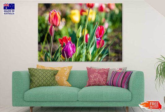Red & Purple Tulip Flowers View Photograph Print 100% Australian Made