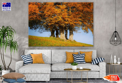 Northern Red Oak Trees Autumn Scenery Photograph Print 100% Australian Made