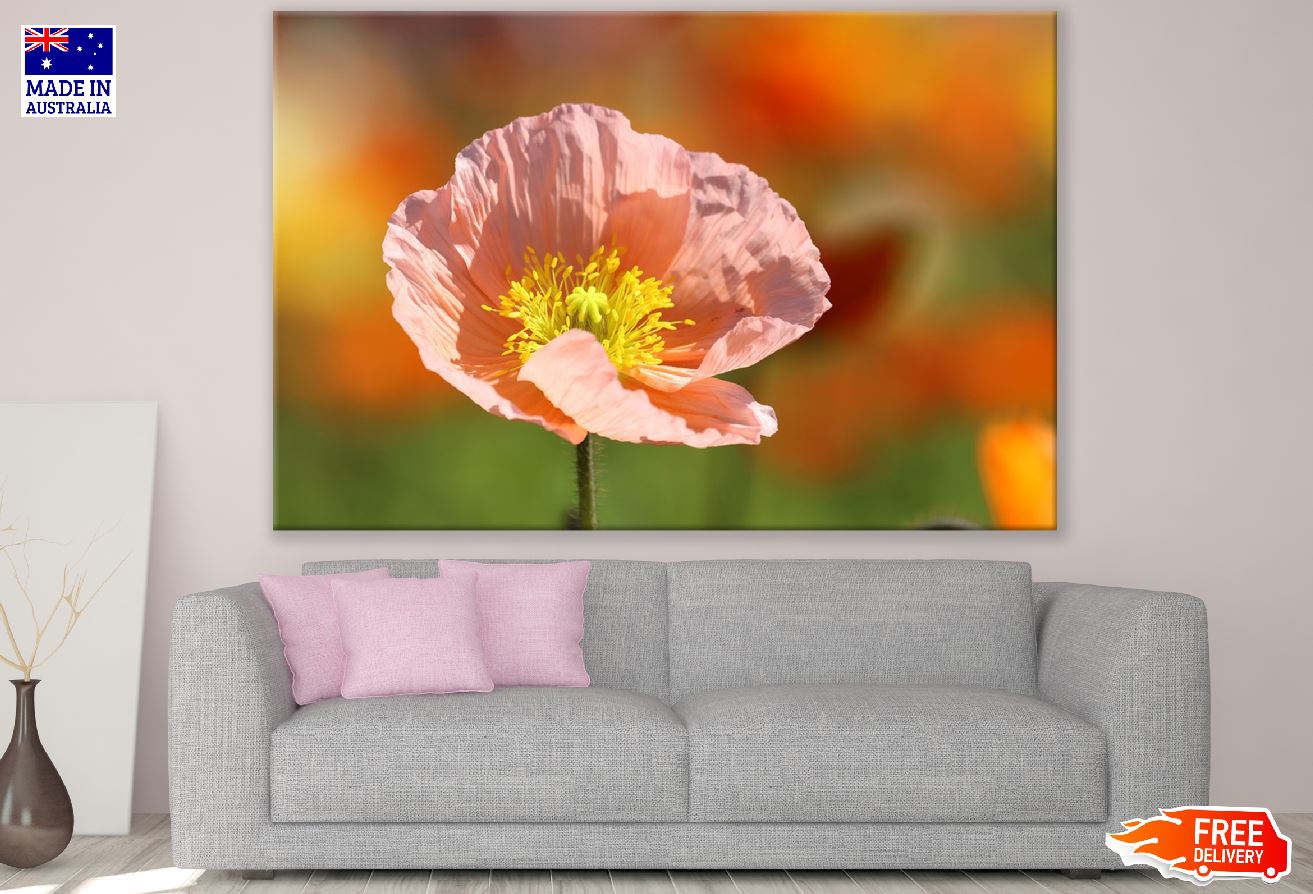 Pink Poppy Flower Closeup Photograph Print 100% Australian Made