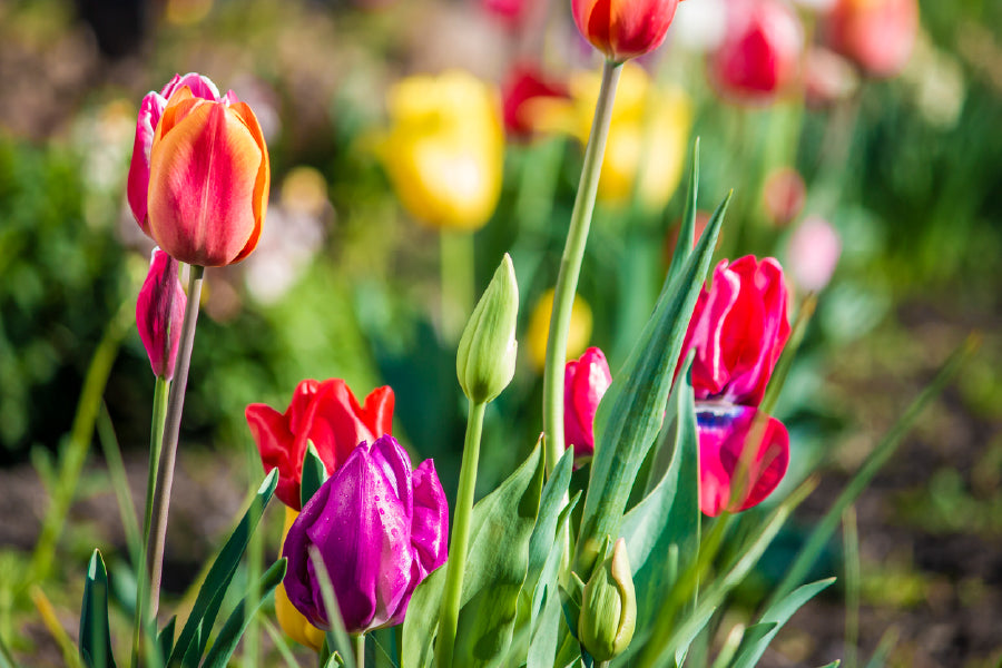 Red & Purple Tulip Flowers View Photograph Print 100% Australian Made