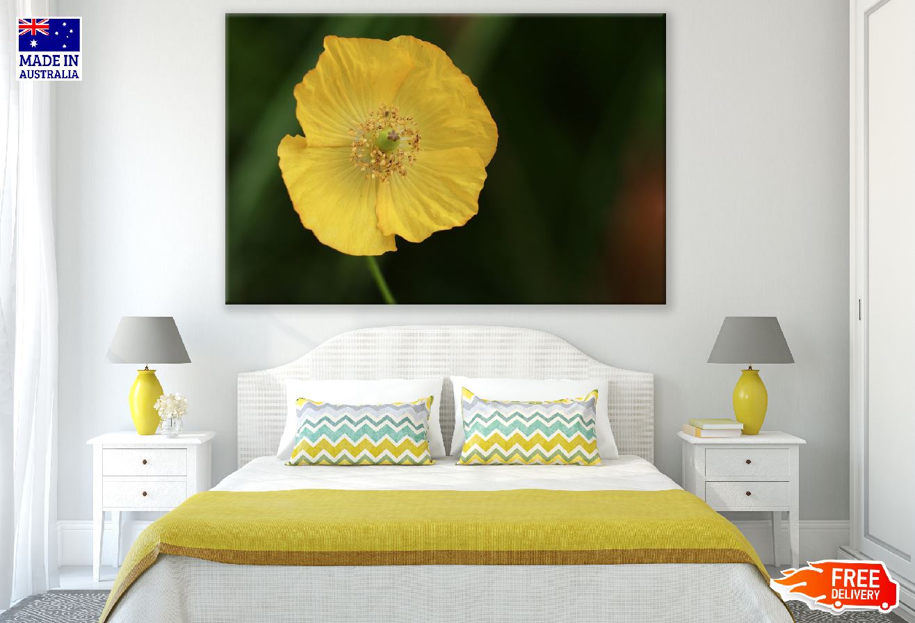 Yellow Poppy Flower Closeup Photograph Print 100% Australian Made