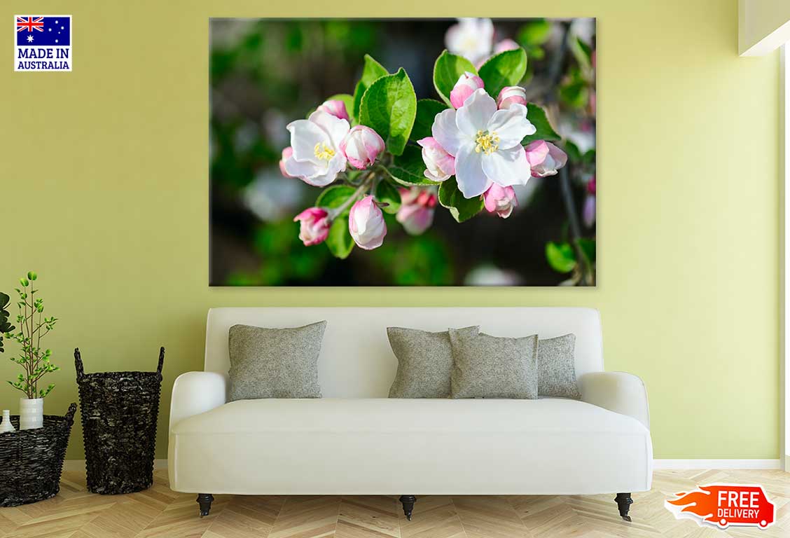White & Pink Apple Flower View Photograph Print 100% Australian Made
