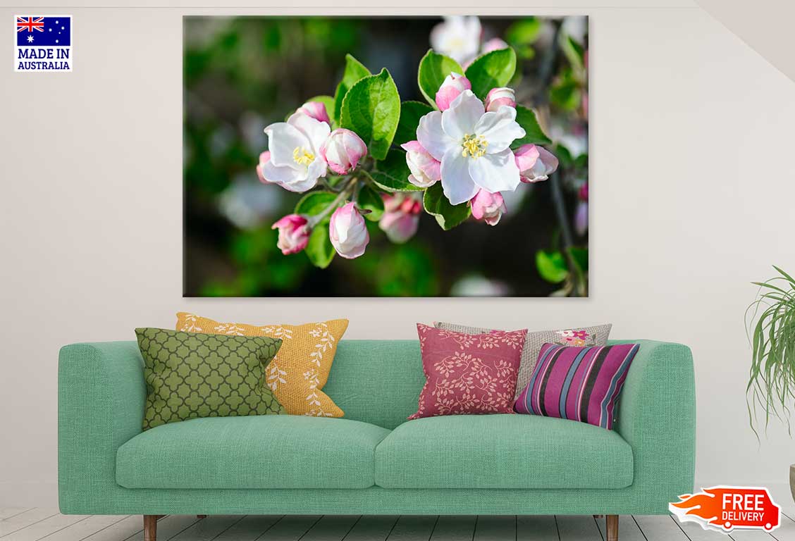 White & Pink Apple Flower View Photograph Print 100% Australian Made