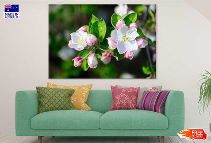 White & Pink Apple Flower View Photograph Print 100% Australian Made