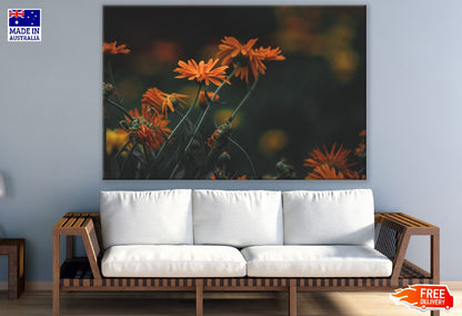 Orange Daisy Flowers Plant Sunset View Photograph Print 100% Australian Made