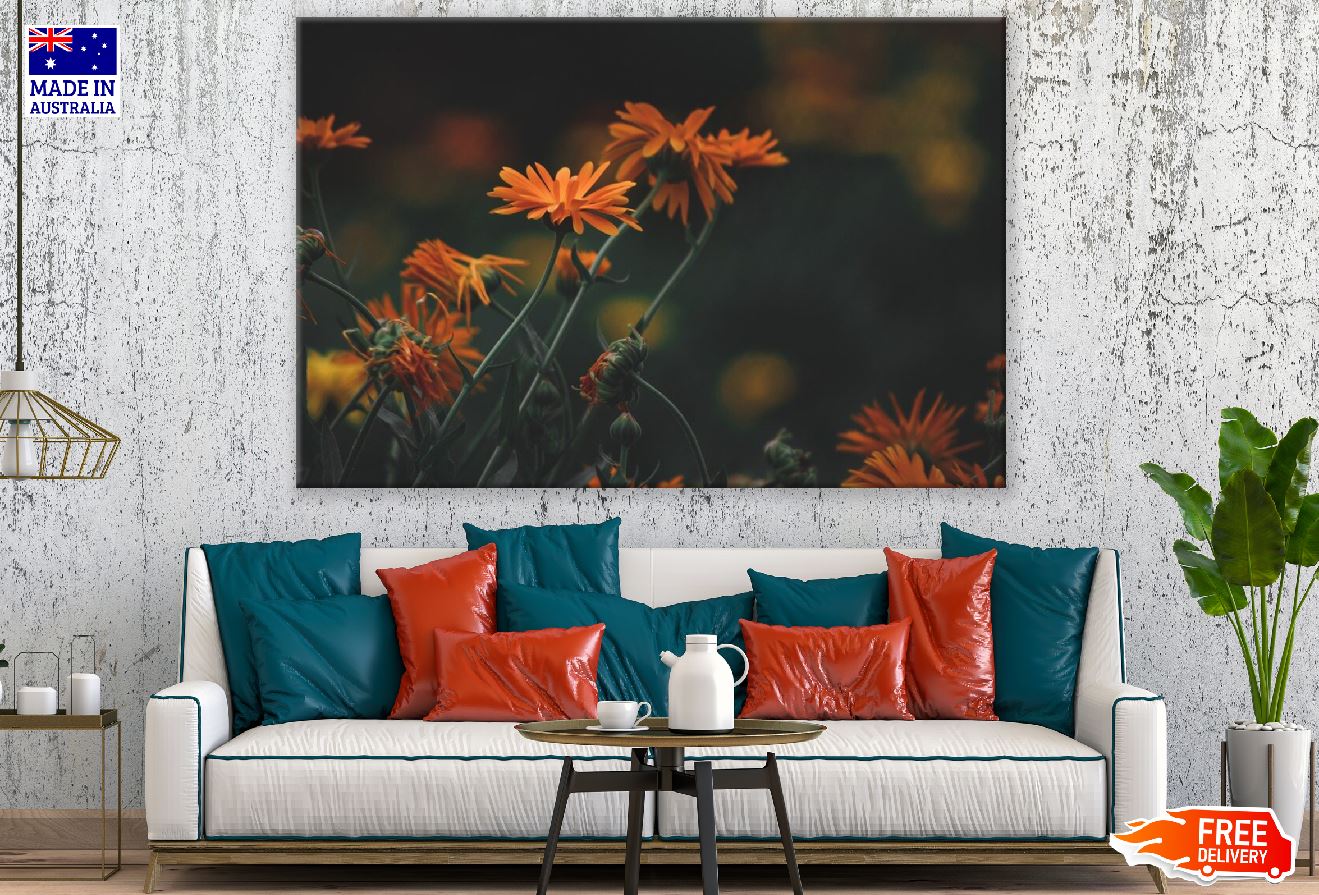 Orange Daisy Flowers Plant Sunset View Photograph Print 100% Australian Made