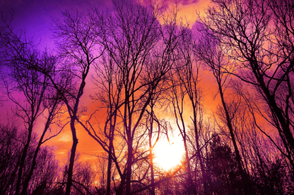 Purple Orange Sunset Forest Photograph Print 100% Australian Made