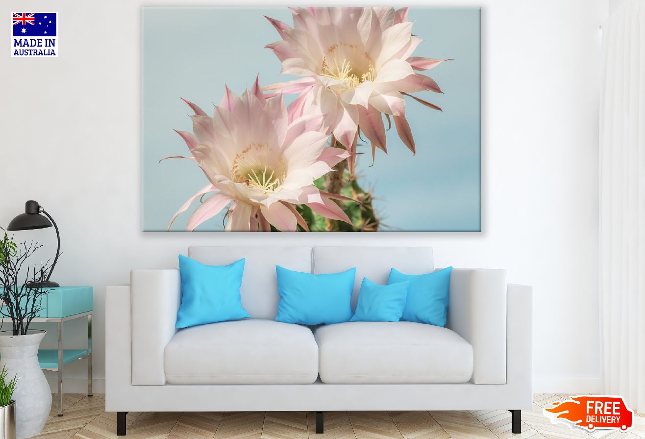 Two White Cactus Flowers Closeup Photograph Print 100% Australian Made
