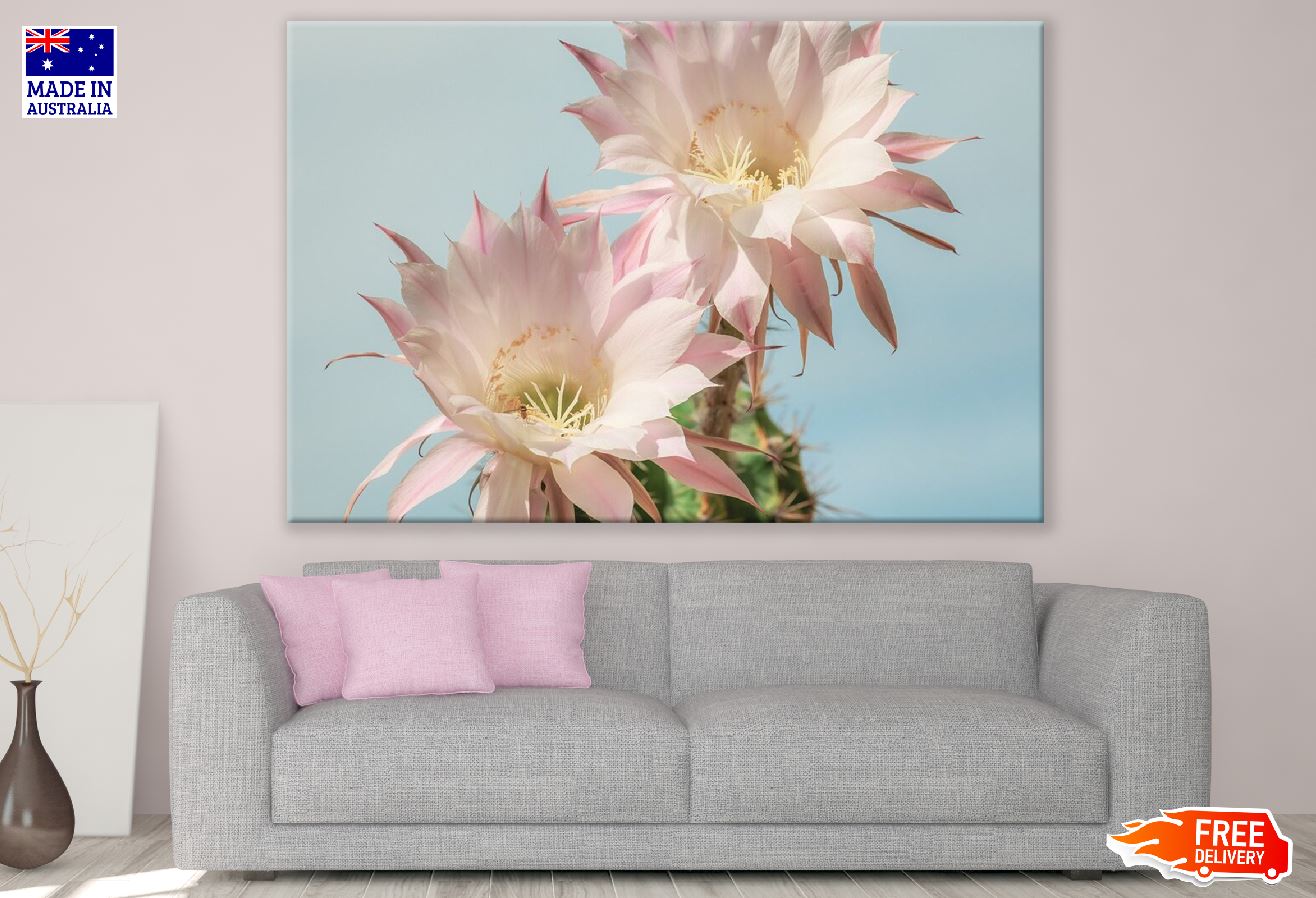 Two White Cactus Flowers Closeup Photograph Print 100% Australian Made