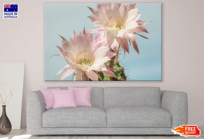 Two White Cactus Flowers Closeup Photograph Print 100% Australian Made