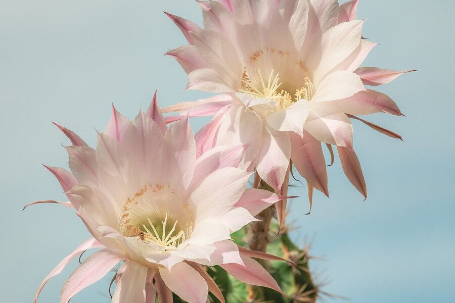 Two White Cactus Flowers Closeup Photograph Print 100% Australian Made