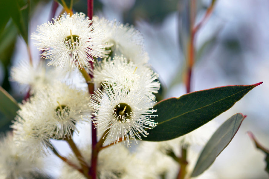 White Gum Tree Flower Photograph Print 100% Australian Made