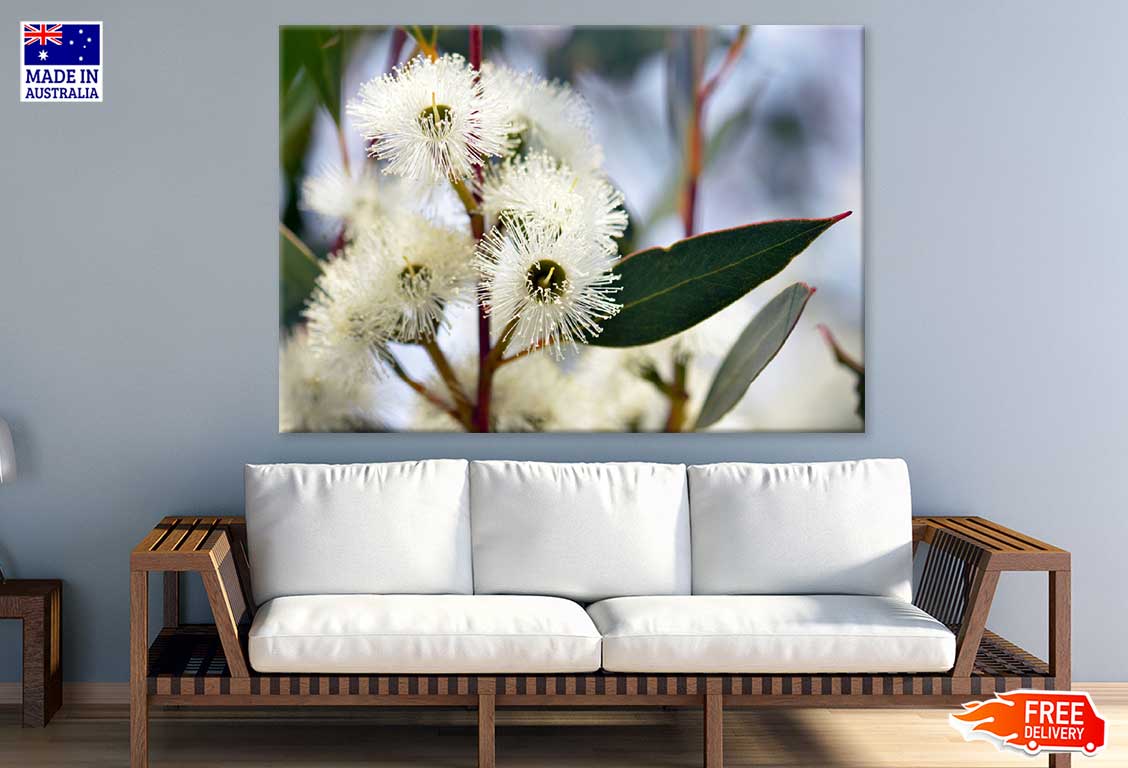 White Gum Tree Flower Photograph Print 100% Australian Made