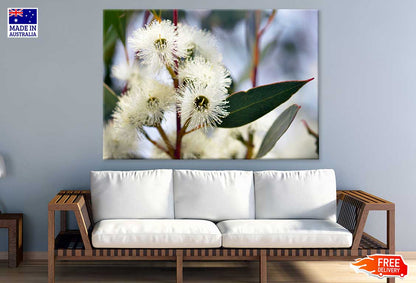 White Gum Tree Flower Photograph Print 100% Australian Made