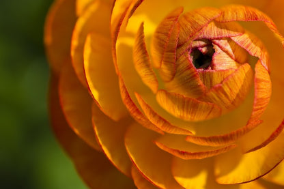 Orange Ranunculus Flower Closeup Photograph Print 100% Australian Made