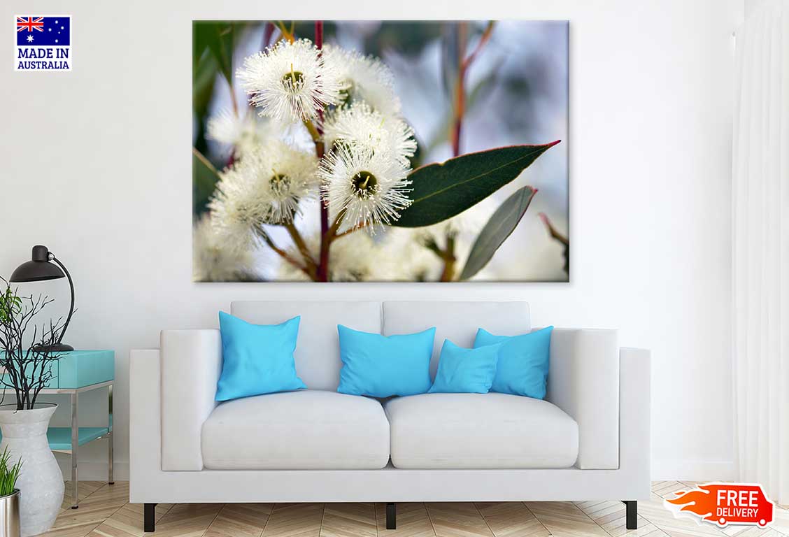 White Gum Tree Flower Photograph Print 100% Australian Made