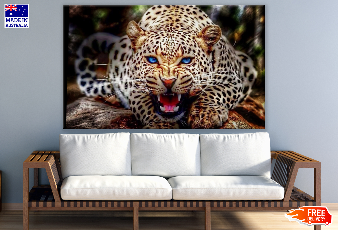 Leopard with Blue Eyes Photograph Print 100% Australian Made