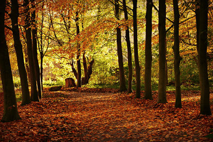 Autumn Forest Trees Photograph Print 100% Australian Made