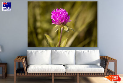Clover Purple Flower Plant Photograph Print 100% Australian Made