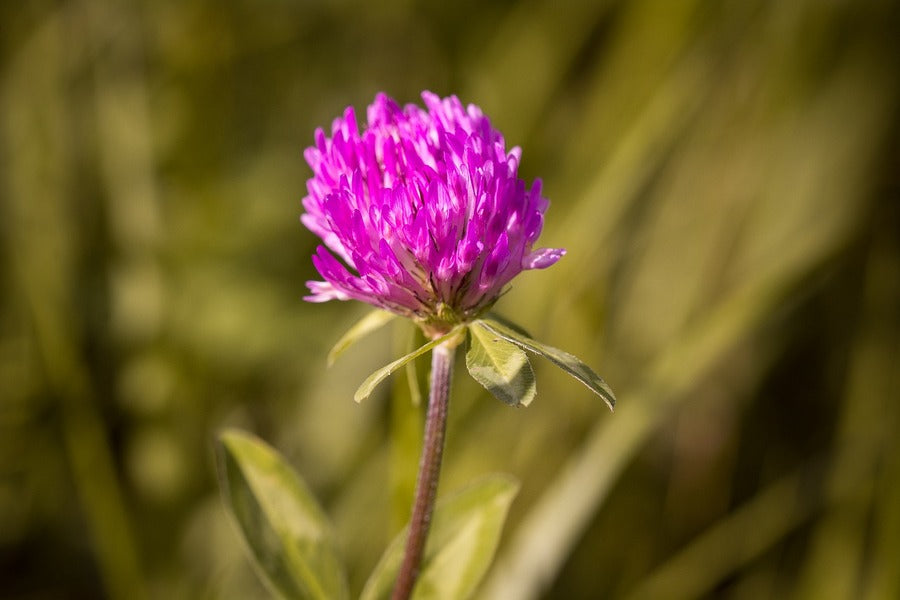 Clover Purple Flower Plant Photograph Print 100% Australian Made