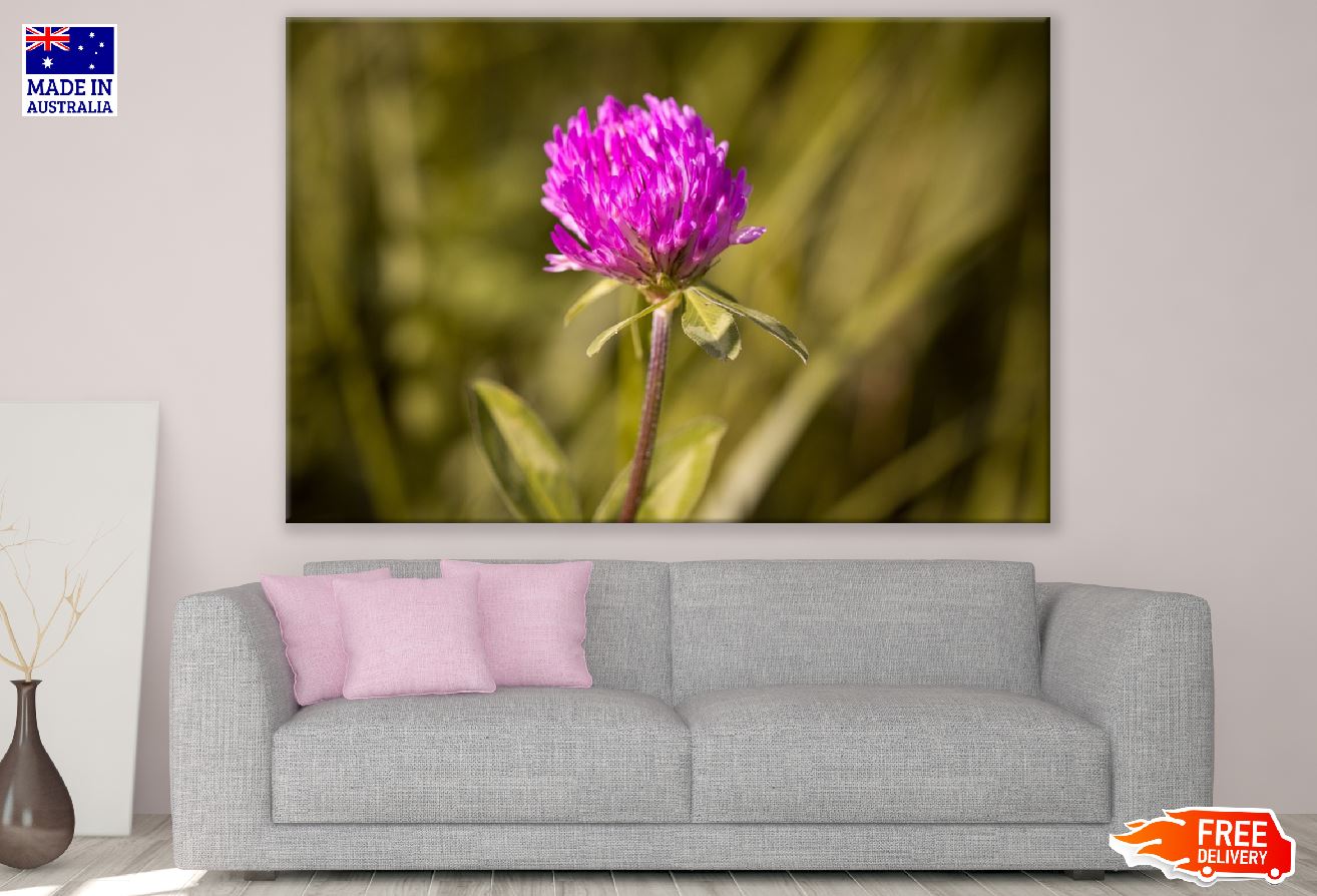 Clover Purple Flower Plant Photograph Print 100% Australian Made