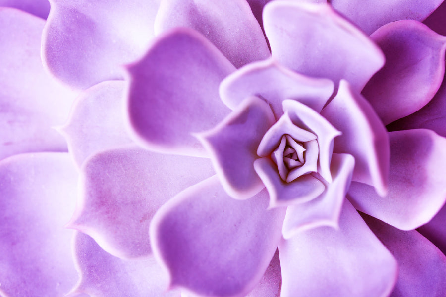 Purple Flower Petals Closeup View Photograph Print 100% Australian Made