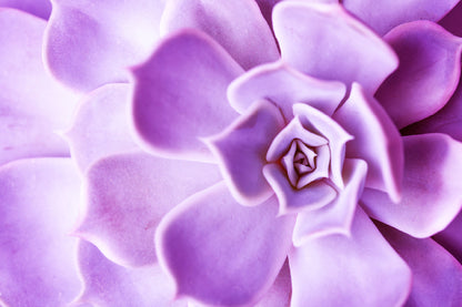 Purple Flower Petals Closeup View Photograph Print 100% Australian Made