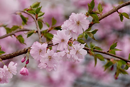 Pink Cherry Blossom Flowers with Leaves Photograph Print 100% Australian Made