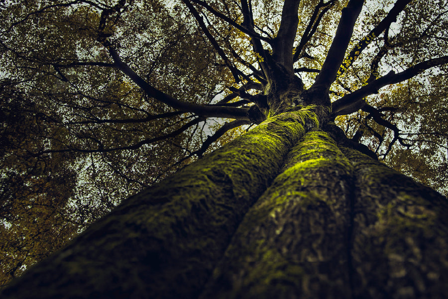 Thick Old Tree View From Below Photograph Print 100% Australian Made