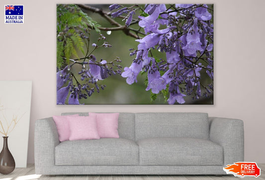 Jacaranda Tree Flower Closeup Photograph Print 100% Australian Made