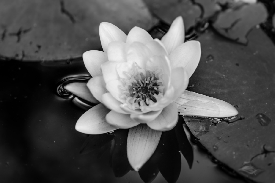 Lotus Flower On Water B&W Photograph Print 100% Australian Made