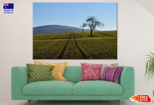 Field & Dry Trees Photograph Print 100% Australian Made