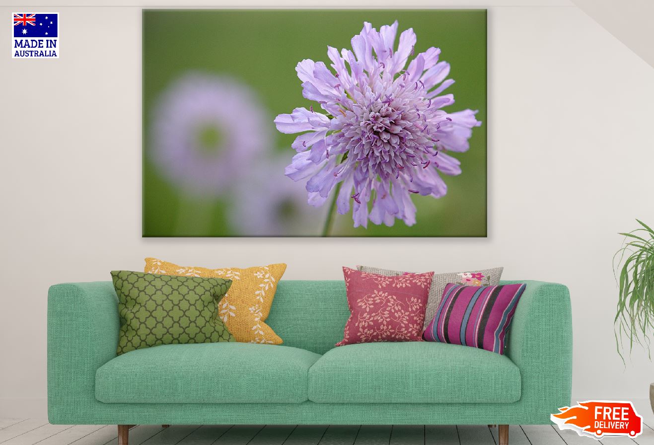 Purple Pincushions Flower Closeup Photograph Print 100% Australian Made
