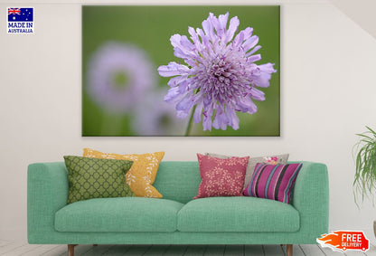Purple Pincushions Flower Closeup Photograph Print 100% Australian Made