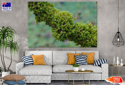 Branch Tree Moss Photograph Print 100% Australian Made