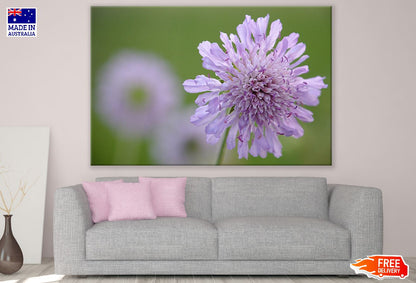 Purple Pincushions Flower Closeup Photograph Print 100% Australian Made