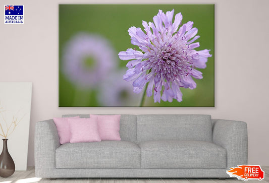 Purple Pincushions Flower Closeup Photograph Print 100% Australian Made