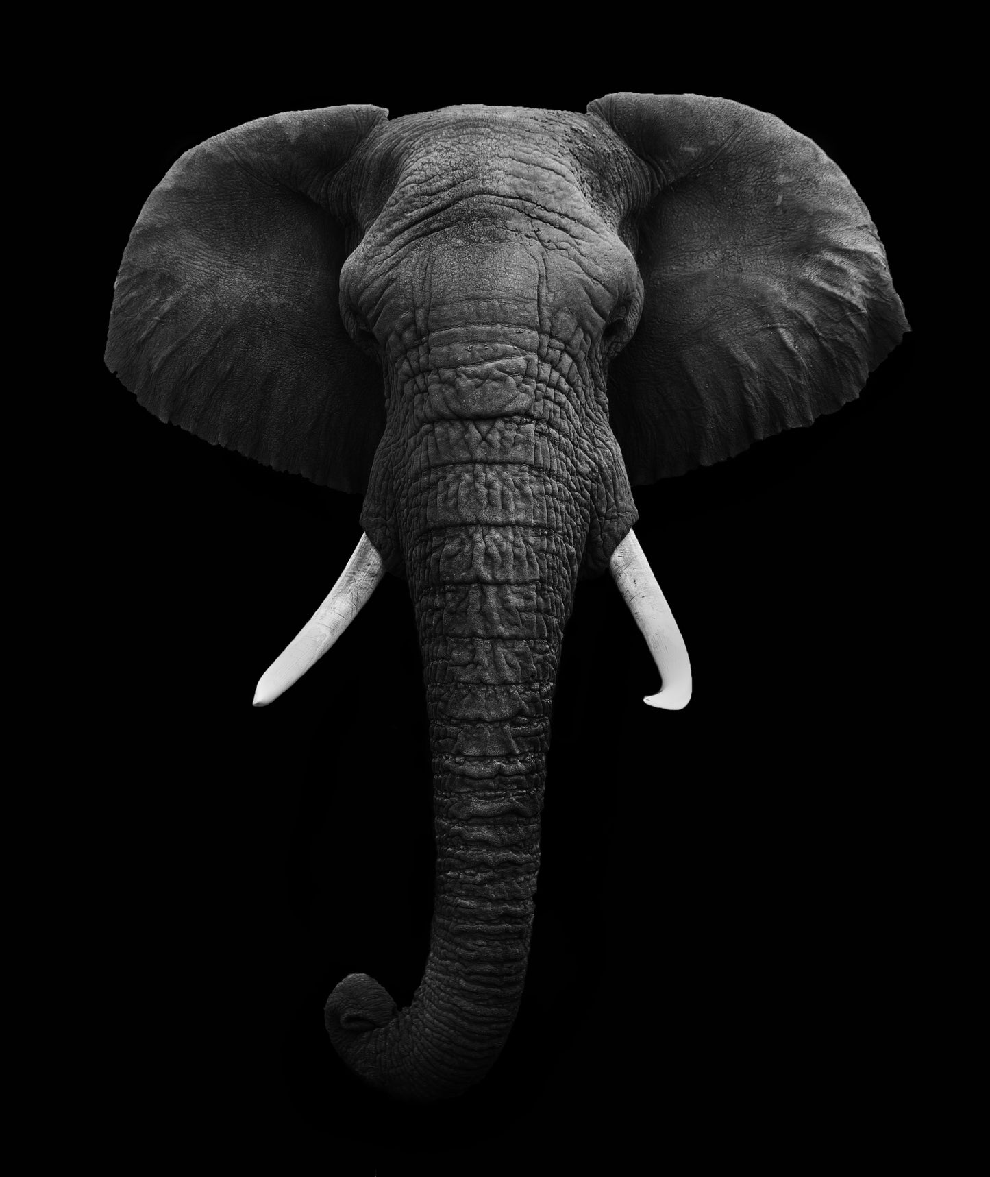 Elephant Portrait B&W Photograph Home Decor Premium Quality Poster Print Choose Your Sizes