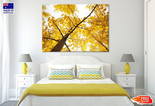 Autumn Yellow Ginkgo Tree Branch Photograph Print 100% Australian Made