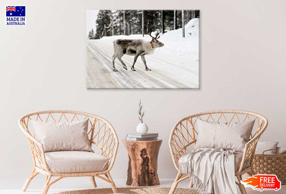 Deer in Winter Landscape Road View Photograph Print 100% Australian Made