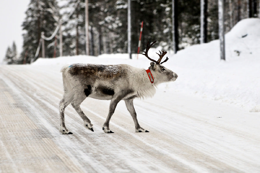 Deer in Winter Landscape Road View Photograph Print 100% Australian Made