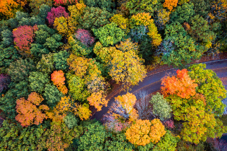 Autumn Tree Forest Road Aerial Photograph Print 100% Australian Made