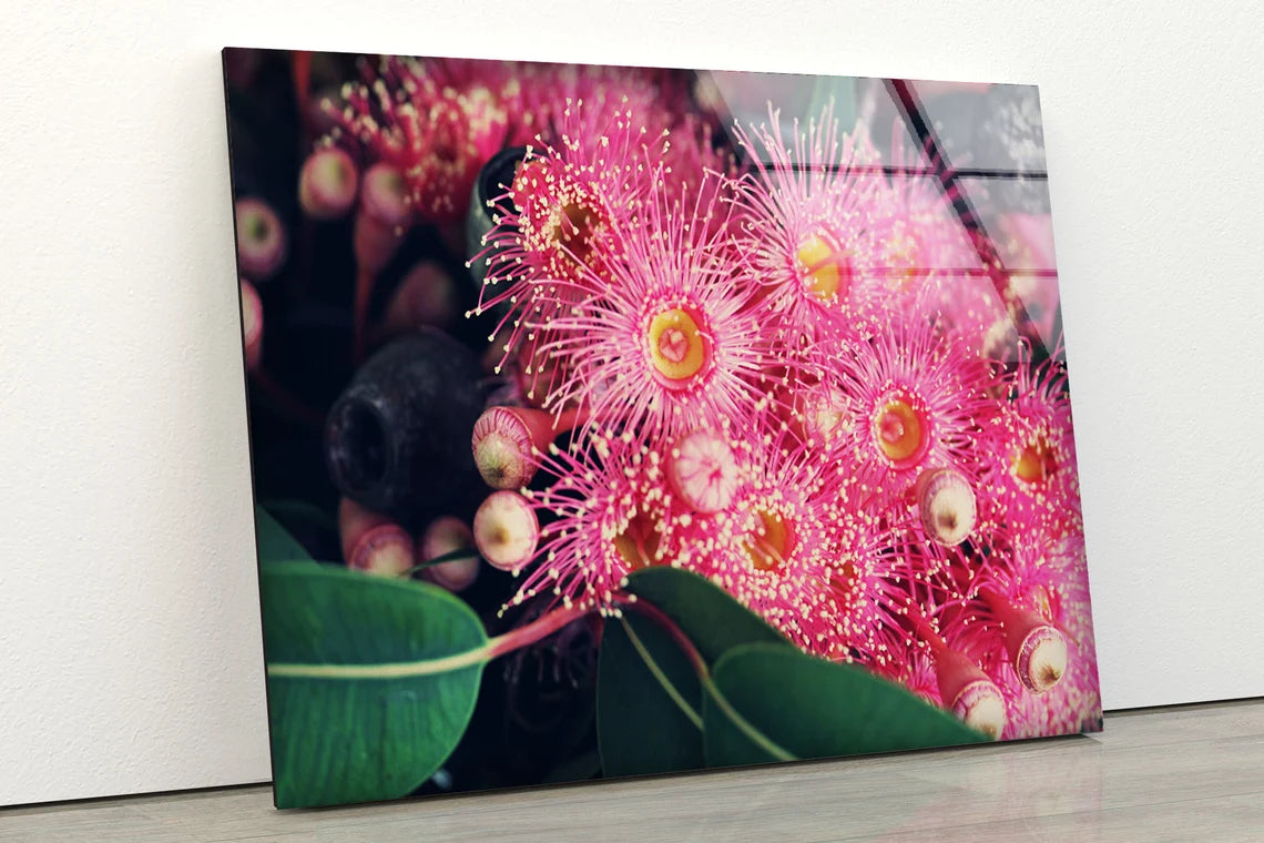 Pink Flowers Closeup Photograph Acrylic Glass Print Tempered Glass Wall Art 100% Made in Australia Ready to Hang