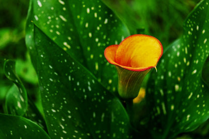 Orange Calla Flower with Leaves Closeup Photograph Print 100% Australian Made