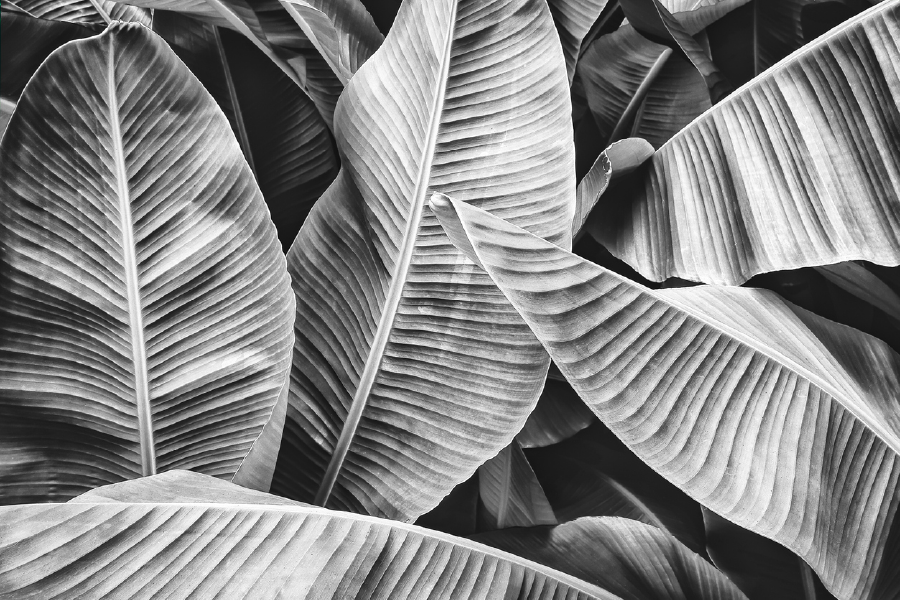 B&W Banana Leaves Closeup Photograph Print 100% Australian Made